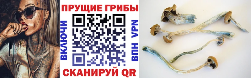Галлюциногенные грибы Psilocybe  купить наркотики цена  Краснослободск 